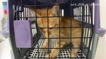 RICHIE -  Domestic Short Hair Cat for Adoption in Ocala, Florida - RICHIE | PetCurious