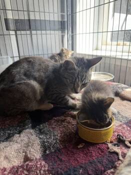 Domestic Short Hair Cats Available for Adoption in Ashville, Ohio - Delilah (Kitty) | PetCurious
