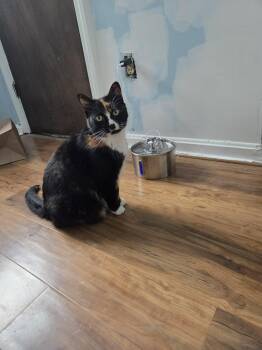 American Shorthair Cats Available for Adoption in Acushnet, Massachusetts - Artemis | PetCurious