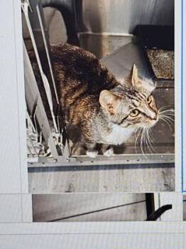 Ditney -  Domestic Short Hair Cat for Adoption in Cincinnati, Ohio - Ditney | PetCurious