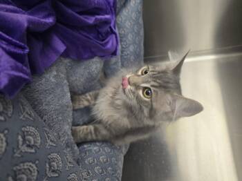 Adonis -  Domestic Medium Hair Cat for Adoption in Rio Linda, California - Adonis | PetCurious