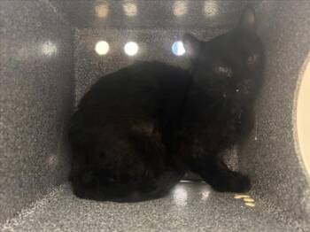 PINTO BEAN -  Domestic Short Hair Cat for Adoption in Loveland, Colorado - PINTO BEAN | PetCurious