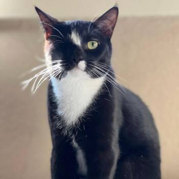 Domestic Short Hair Cats Available for Adoption - Simon | PetCurious