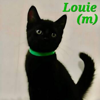 Louie -  Domestic Short Hair Cat Available for Adoption in NEW PT RICHEY, Florida - Louie | PetCurious