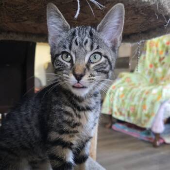 Rescue Domestic Short Hair Cats for Adoption in Etna, Pennsylvania - Penne | PetCurious