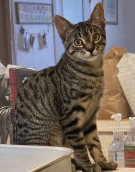 Everly (w/Rowe) -  Domestic Short Hair Cat for Adoption in Shelton, Washington - Everly (w/Rowe) | PetCurious