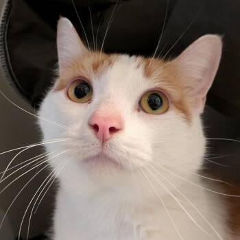 Domestic Short Hair Cats Available for Adoption in South Burlington, Vermont - Odin | PetCurious