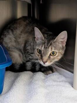 Trinity -  Domestic Short Hair Cat for Adoption in Montreal, Quebec - Trinity | PetCurious