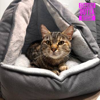 Domestic Short Hair Cats Available for Adoption in Vancouver, British Columbia - Blossom | PetCurious