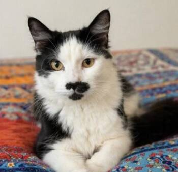 Domestic Long Hair Cats Available for Adoption in Fort Worth, Texas - Petey | PetCurious