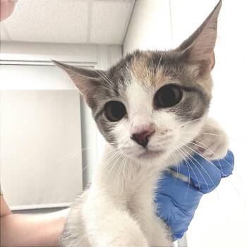 Mary -  Domestic Short Hair Cat for Adoption in Concord, North Carolina - Mary | PetCurious