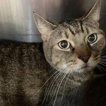 Lucifer -  Domestic Short Hair Cat for Adoption in Port Charlotte, Florida - Lucifer | PetCurious