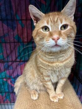 Frankie Beans - semi special needs -  Domestic Short Hair Cat for Adoption in Jefferson, New Jersey - Frankie Beans - Semi Special Needs | PetCurious