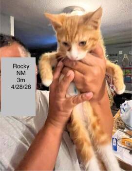 Rocky Cat -  Domestic Short Hair Cat for Adoption in Colorado Springs, Colorado - Rocky Cat | PetCurious