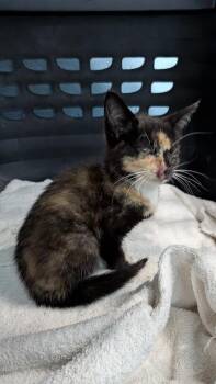 Bjork -  Domestic Short Hair Cat for Adoption in Evansville, Indiana - Bjork | PetCurious