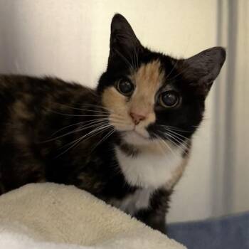 Domestic Short Hair Cats Available for Adoption in Lynchburg, Virginia - Aria | PetCurious