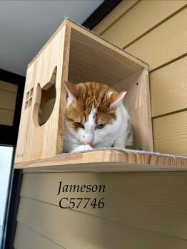 Jamson -  Domestic Medium Hair Cat for Adoption in Clarksville, Tennessee - Jamson | PetCurious