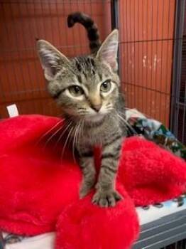 Rescue Domestic Short Hair Cats for Adoption in Mason City, Iowa - Smidgen | PetCurious