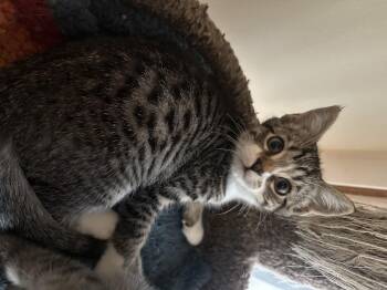 Rescue Tabby Cats for Adoption in Woodinville, Washington - Boomer | PetCurious