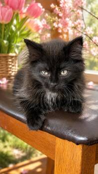 Domestic Long Hair Cats Available for Adoption in Belleville, Michigan - Magik | PetCurious