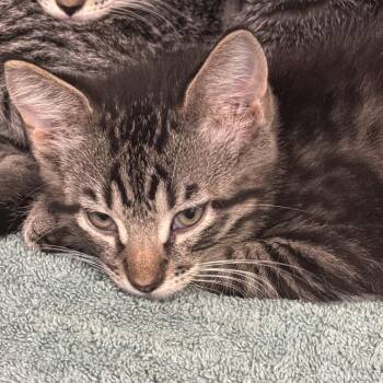 0794-C26 -  Domestic Short Hair Cat Available for Adoption in Port Charlotte, Florida - 0794-C26 | PetCurious