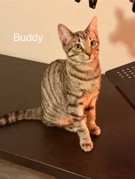 Rescue Domestic Short Hair Cats for Adoption in Lewis Center, Ohio - Buddy (Wilson Ave Litter) | PetCurious