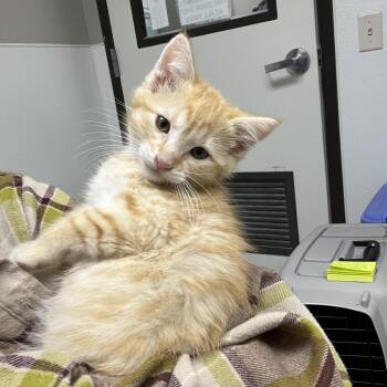 CoPilot -  Domestic Medium Hair Cat Available for Adoption in Detroit Lakes, Minnesota - CoPilot | PetCurious