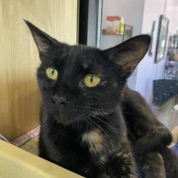 Georgia -  Domestic Short Hair Cat for Adoption in Victoria, British Columbia - Georgia | PetCurious