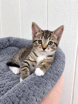 Strudel -  Domestic Short Hair Cat for Adoption in Victor, New York - Strudel | PetCurious