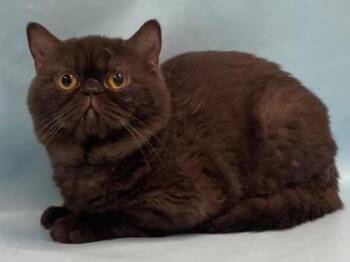 Phillip -  Exotic Shorthair and Domestic Short Hair Cat for Adoption in Minneapolis, Minnesota - Phillip | PetCurious