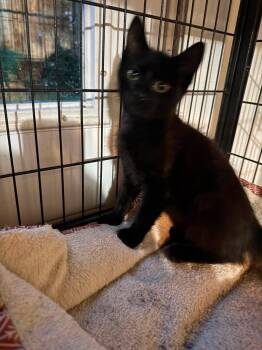 Kittens -  Domestic Short Hair Cat for Adoption in Brunswick, Maine - Kittens | PetCurious