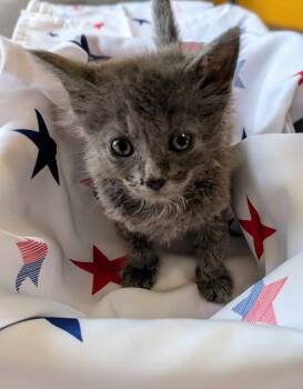 Rescue Domestic Short Hair Cats for Adoption in Warner Robins, Georgia - Zaxby | PetCurious