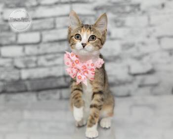 Daisy -  Domestic Short Hair and Torbie Cat for Adoption in Tuscaloosa, Alabama - Daisy | PetCurious