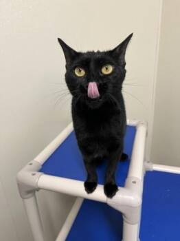 Winnie -  American Shorthair Cat for Adoption in Cashiers, North Carolina - Winnie | PetCurious