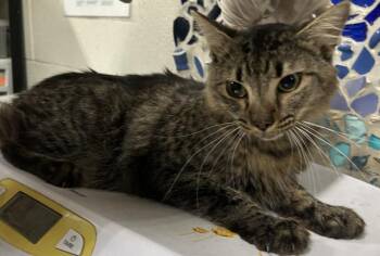 KEVIN JAMES IV -  Domestic Medium Hair Cat for Adoption in Pensacola, Florida - KEVIN JAMES IV | PetCurious