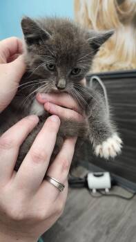 Lilo -  Domestic Short Hair Cat for Adoption in The Woodlands, Texas - Lilo | PetCurious