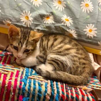 Theo -  Domestic Short Hair Cat for Adoption in Lemoyne, Pennsylvania - Theo | PetCurious