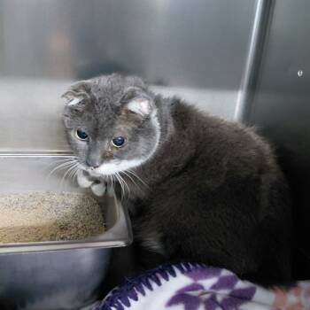 Rescue Domestic Short Hair Cats for Adoption in Henderson, Kentucky - Gesture (Beef Stroganoff) | PetCurious