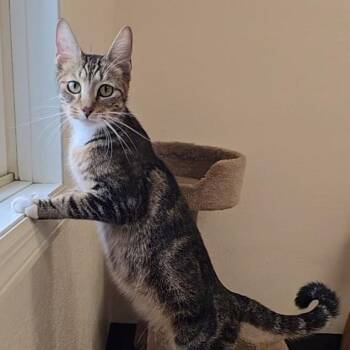 Fatima -  Domestic Short Hair Cat for Adoption in Red Wing, Minnesota - Fatima | PetCurious