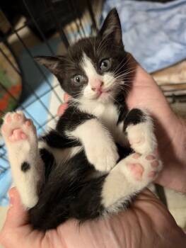 Rescue Domestic Short Hair Cats for Adoption in Seguin, Texas - Flora | PetCurious