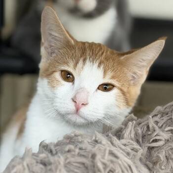 Ninja -  Domestic Short Hair Cat for Adoption in Gloucester, Virginia - Ninja | PetCurious