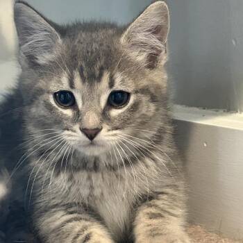 Indie -  Domestic Short Hair Cat Available for Adoption in Nashville, Tennessee - Indie | PetCurious