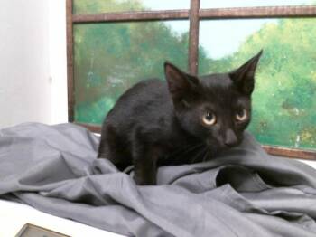 MOLLIE -  Domestic Short Hair Cat for Adoption in Houston, Texas - MOLLIE | PetCurious
