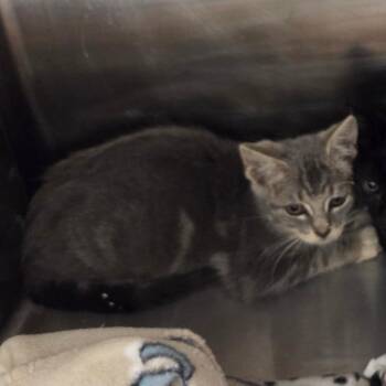 Sani -  Domestic Short Hair Cat for Adoption in Chattanooga, Tennessee - Sani | PetCurious