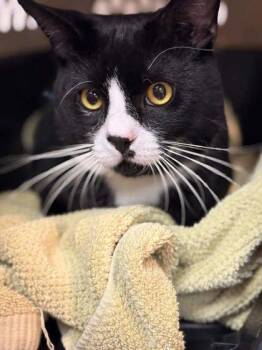 Domestic Short Hair Cats Available for Adoption in Memphis, Tennessee - Professor Whiskers | PetCurious