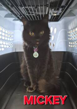 Domestic Short Hair Cats Available for Adoption - Mickey | PetCurious