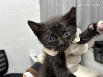 POMEGRANATE -  Domestic Short Hair Cat for Adoption in Ocala, Florida - POMEGRANATE | PetCurious