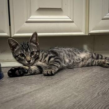 Domestic Short Hair Cats Available for Adoption - Glinda | PetCurious