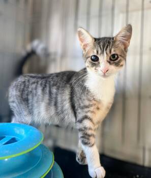 Rescue Domestic Short Hair Cats for Adoption in Syosset, New York - Bonnie | PetCurious