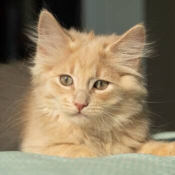 KALI -  Domestic Long Hair Cat for Adoption in Campbell River, British Columbia - KALI | PetCurious